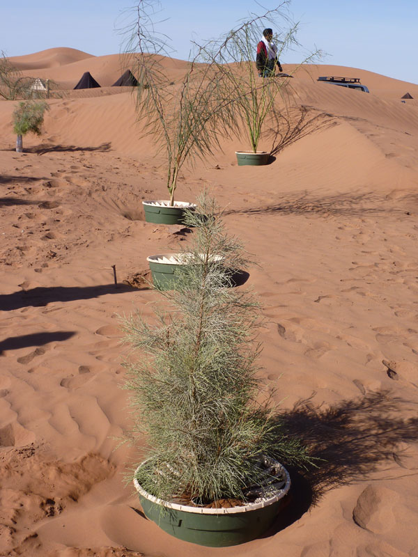 http://babsonenergy.com/wp-content/uploads/2013/12/trees-now-growing-in-groasis-waterboxx.jpg 